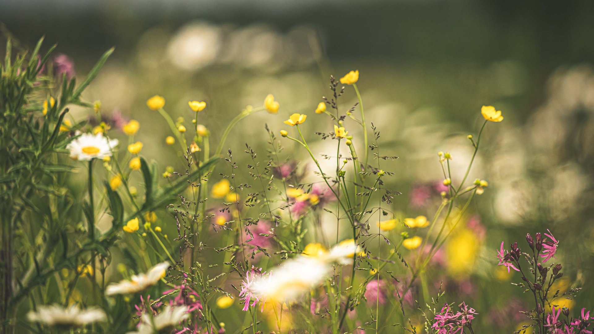 Colorful meadow with white, yellow, and pink wildflowers in sunlight