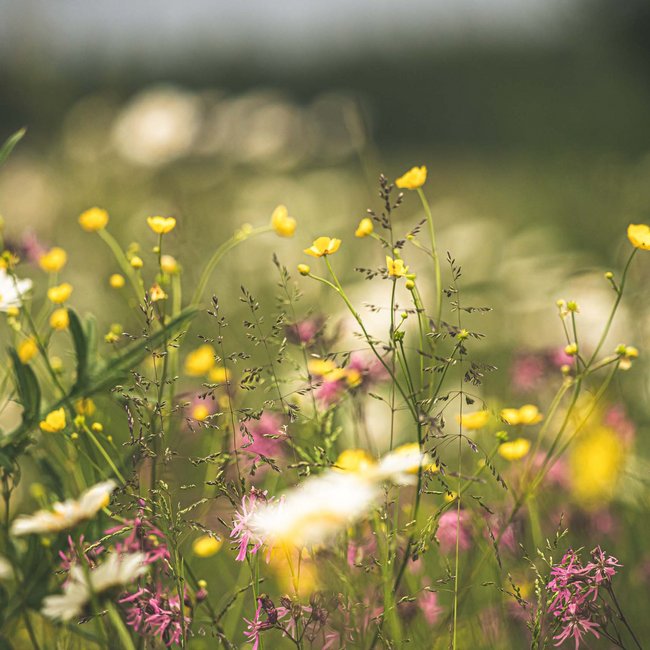 Bunte Wiese mit weißen, gelben und rosa Wildblumen im Sonnenlicht