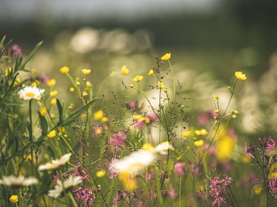 St. Anton: Sommerurlaub, Winterspaß Bunte Wiese mit weißen, gelben und rosa Wildblumen im Sonnenlicht