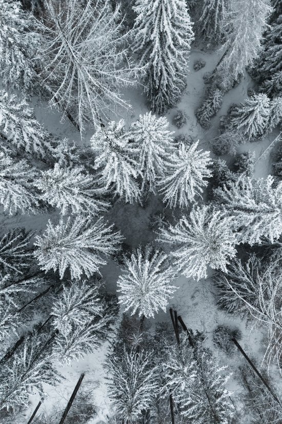Luftaufnahme von verschneiten Tannen in einem Winterwald