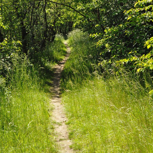 Schmaler Fußweg durch grünen Wald mit dichtem Gras und Bäumen