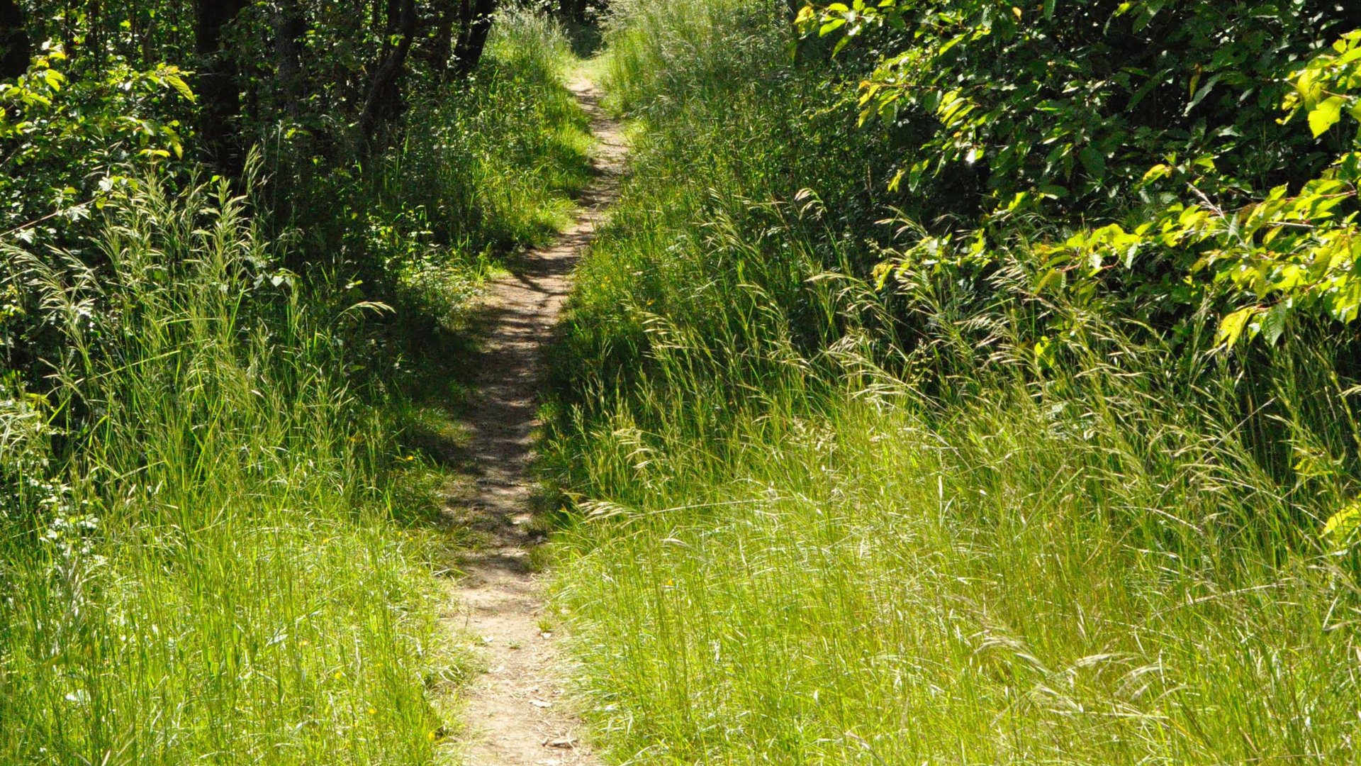Schmaler Fußweg durch grünen Wald mit dichtem Gras und Bäumen