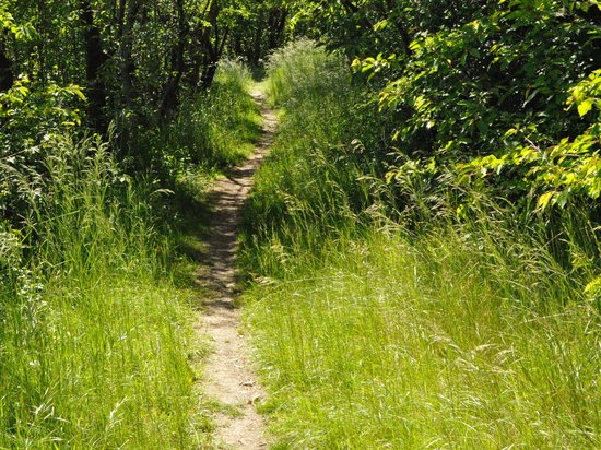 St. Anton: Sommerurlaub, Winterspaß Schmaler Fußweg durch grünen Wald mit dichtem Gras und Bäumen