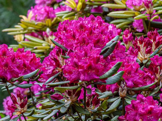 St. Anton: Sommerurlaub, Winterspaß Leuchtend pinke Rhododendronblüten mit grünen Blättern im Garten