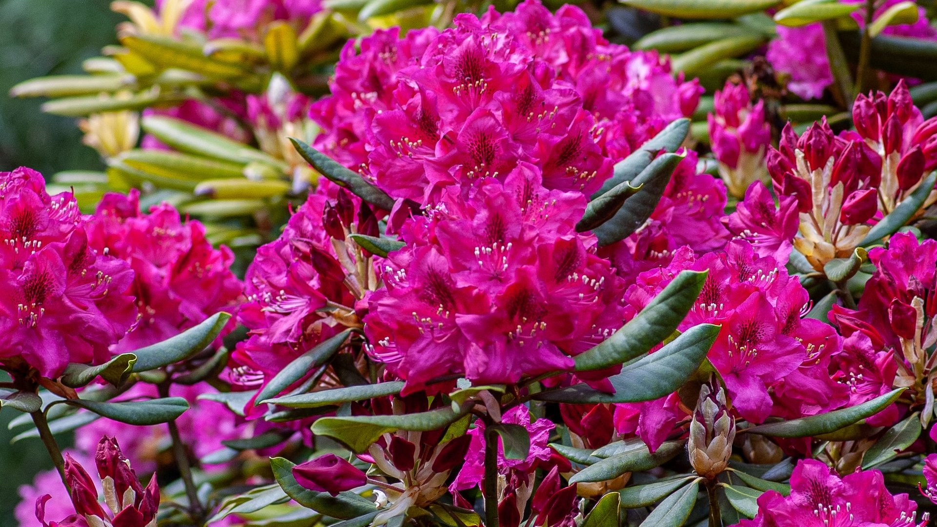 Leuchtend pinke Rhododendronblüten mit grünen Blättern im Garten