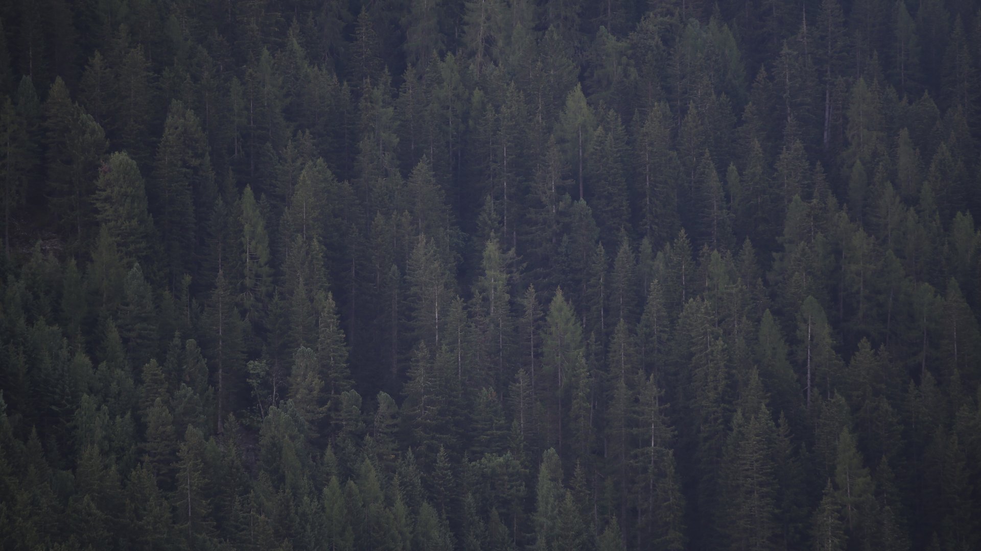 Dichter Nadelwald mit hoch aufragenden Tannenbäumen